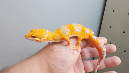 Looking Female Mandarin Inferno Heavy Pattern Tremper Albino Carrot Tail Leopard Gecko