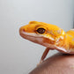 Looking Female Mandarin Inferno Heavy Pattern Tremper Albino Carrot Tail Leopard Gecko