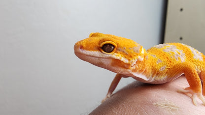 Looking Female Mandarin Inferno Heavy Pattern Tremper Albino Carrot Tail Leopard Gecko