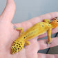 Female Jungle Clown Inferno Leopard Gecko (much nicer in person! ask for outdoor photos)