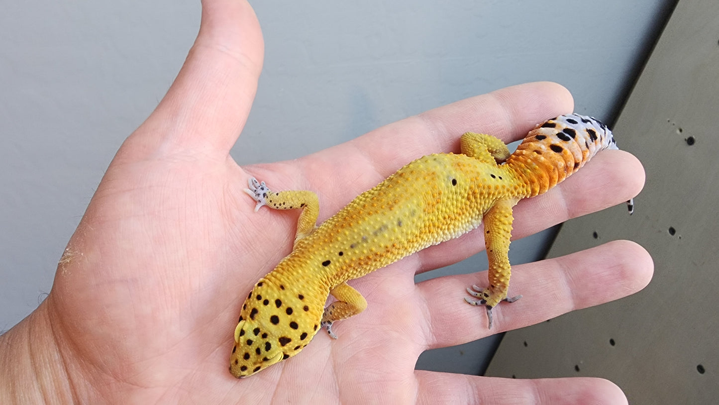 Female Jungle Clown Inferno Leopard Gecko (much nicer in person! ask for outdoor photos)