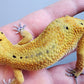 Female Jungle Clown Inferno Leopard Gecko (much nicer in person! ask for outdoor photos)