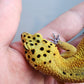 Female Jungle Clown Inferno Leopard Gecko (much nicer in person! ask for outdoor photos)