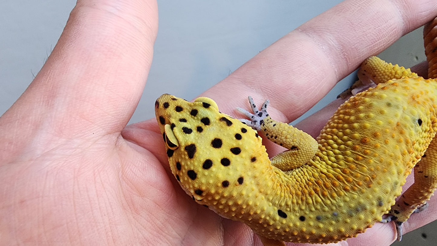 Female Jungle Clown Inferno Leopard Gecko (much nicer in person! ask for outdoor photos)