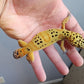 Female Clown Inferno Leopard Gecko (much nicer in person! ask for outdoor photos)