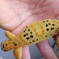 Female Clown Inferno Leopard Gecko (much nicer in person! ask for outdoor photos)