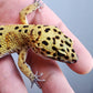 Female Clown Inferno Leopard Gecko (much nicer in person! ask for outdoor photos)