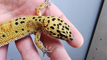 Female Clown Inferno Leopard Gecko (much nicer in person! ask for outdoor photos)