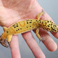 Female Clown Inferno Leopard Gecko (much nicer in person! ask for outdoor photos)