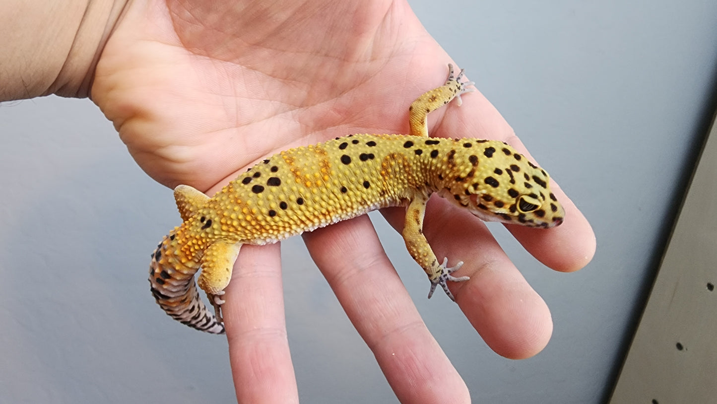 Female Clown Inferno Leopard Gecko (much nicer in person! ask for outdoor photos)