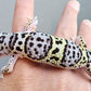 Male Fasciolatus Mack Snow High Lavender Heavy Pattern Leopard Gecko