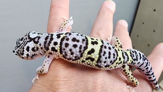 Male Fasciolatus Mack Snow High Lavender Heavy Pattern Leopard Gecko