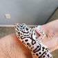 Male Fasciolatus Mack Snow High Lavender Heavy Pattern Leopard Gecko