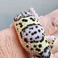 Male Fasciolatus Mack Snow High Lavender Heavy Pattern Leopard Gecko