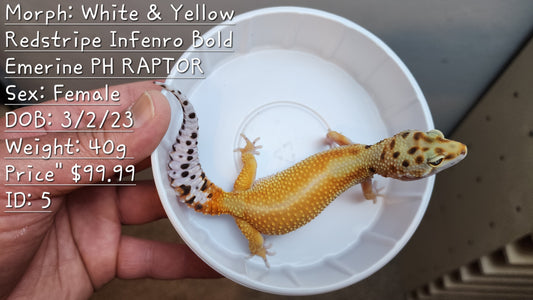 Leopard Gecko for Sale (Description in Photo)