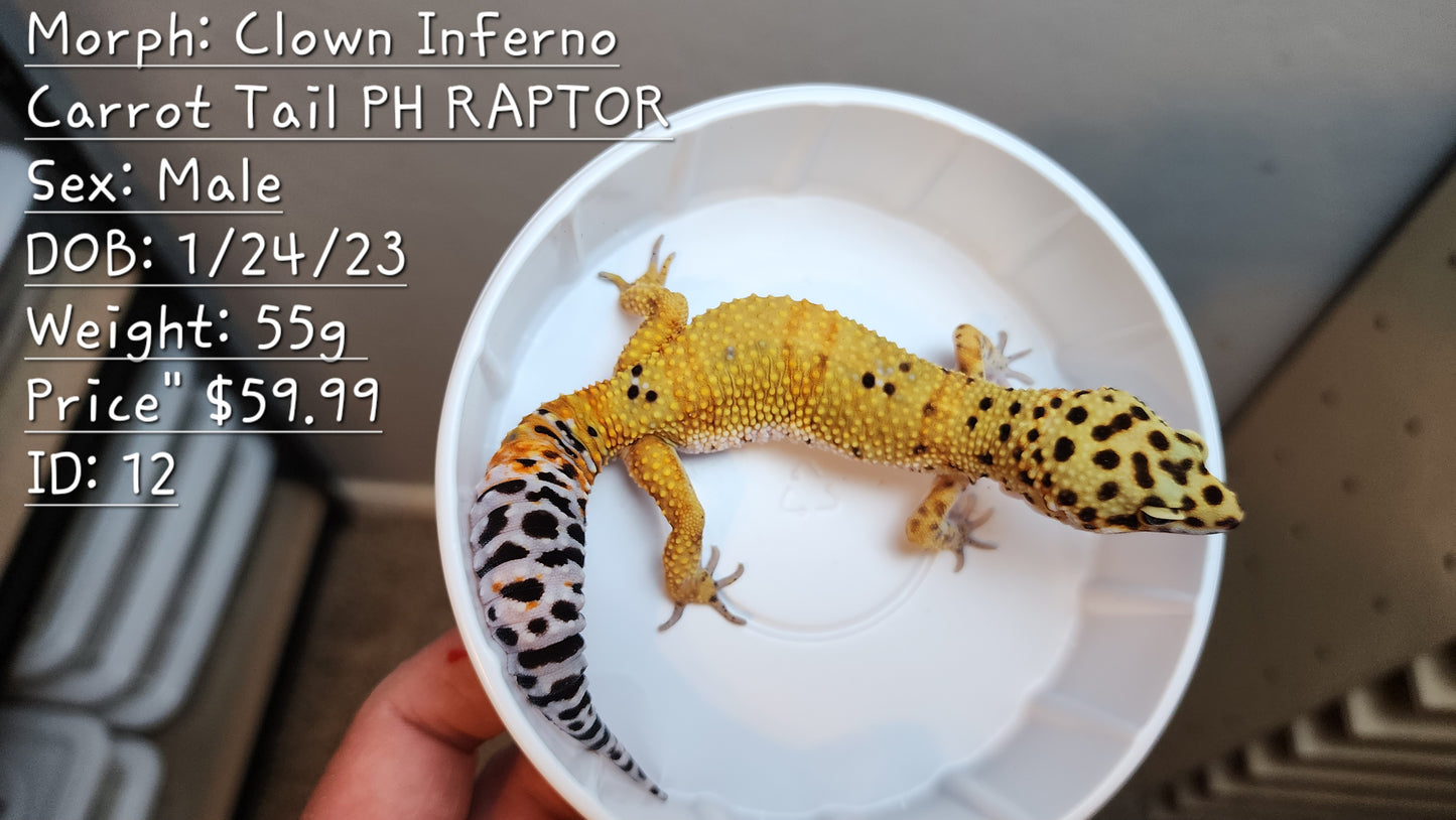 Leopard Gecko for Sale (Description in Photo)