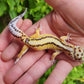 Pinstripe White & Yellow Male Leopard Gecko