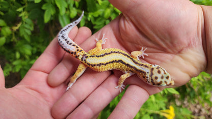 Pinstripe White & Yellow Male Leopard Gecko