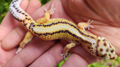 Pinstripe White & Yellow Male Leopard Gecko