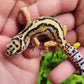 Thick Boldstripe Hyper Xanthic Male Leopard Gecko