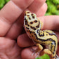 Thick Boldstripe Hyper Xanthic Male Leopard Gecko