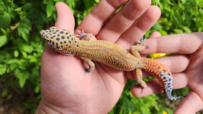 Mandarin Clown Male Leopard Gecko