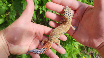 Mandarin Clown Male Leopard Gecko