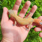 Mandarin Clown Male Leopard Gecko