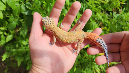 Mandarin Clown Male Leopard Gecko