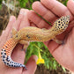 Mandarin Clown Male Leopard Gecko