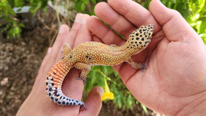 Mandarin Clown Male Leopard Gecko