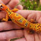Mandarin Inferno (New Clown Line) Female Leopard Gecko
