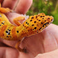 Mandarin Inferno (New Clown Line) Female Leopard Gecko