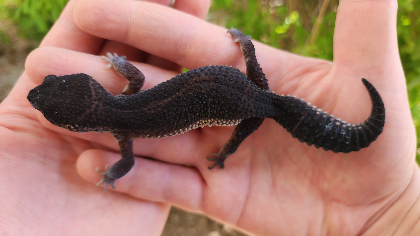 Female Black Night Poss Mack Snow Leopard Gecko