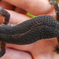 Female Black Night Poss Mack Snow Leopard Gecko