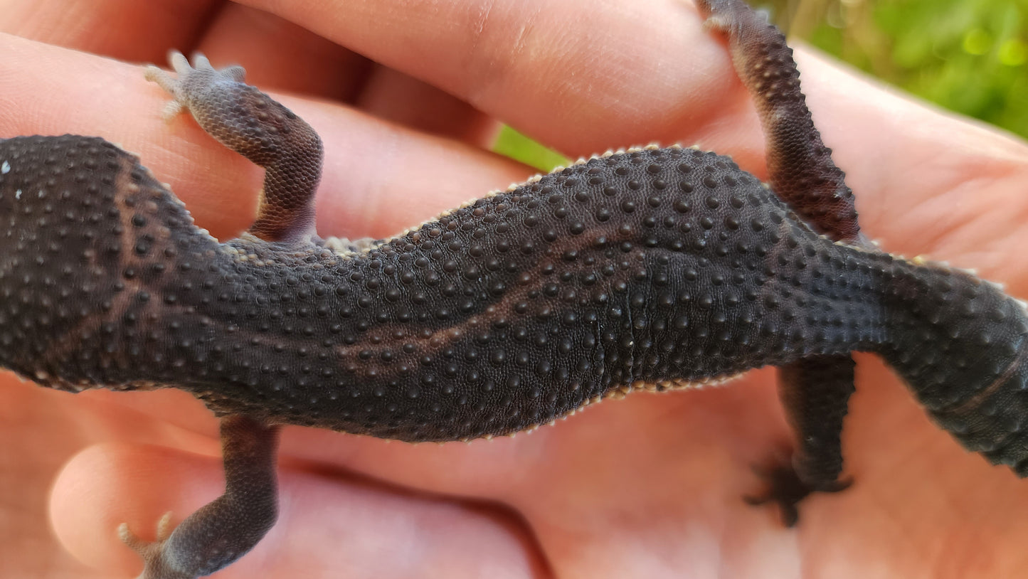 Female Black Night Poss Mack Snow Leopard Gecko