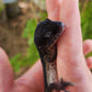 Female Black Night Poss Mack Snow Leopard Gecko