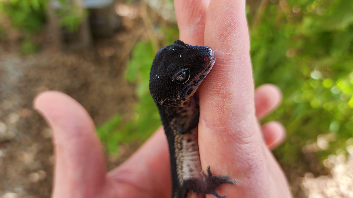 Female Black Night Poss Mack Snow Leopard Gecko