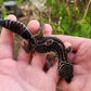 Black Night Female Leopard Gecko