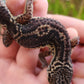 Black Night Female Leopard Gecko