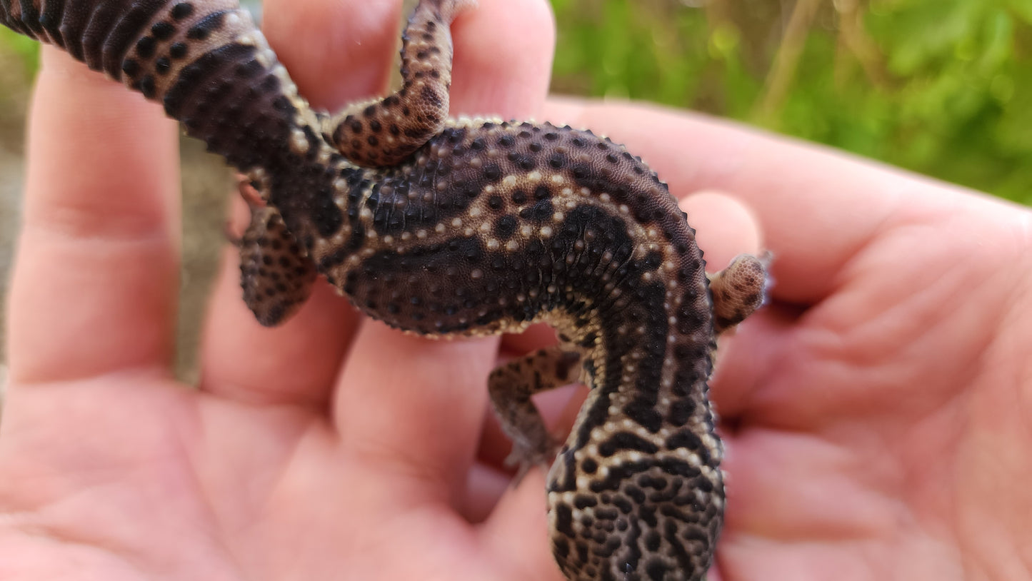 Black Night Female Leopard Gecko