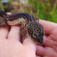 Black Night Female Leopard Gecko