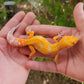 Mandarin Inferno Tremper Albino Female Leopard Gecko