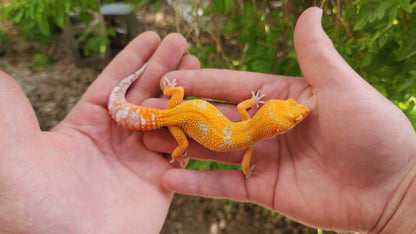 Mandarin Inferno Tremper Albino Female Leopard Gecko