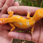 Mandarin Inferno Tremper Albino Female Leopard Gecko