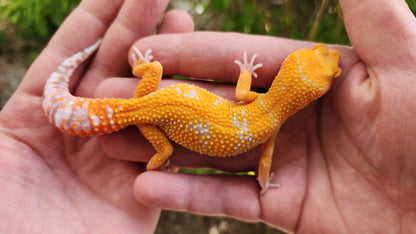 Mandarin Inferno Tremper Albino Female Leopard Gecko