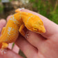 Mandarin Inferno Tremper Albino Female Leopard Gecko
