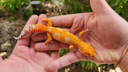 Mandarin Inferno Tremper Albino Female Leopard Gecko