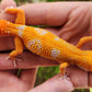 Mandarin Inferno Tremper Albino Female Leopard Gecko