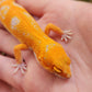 Mandarin Inferno Tremper Albino Female Leopard Gecko